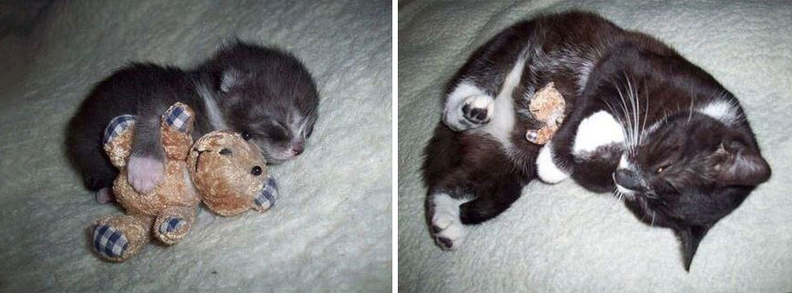 before-and-after-growing-up-cats.jpg