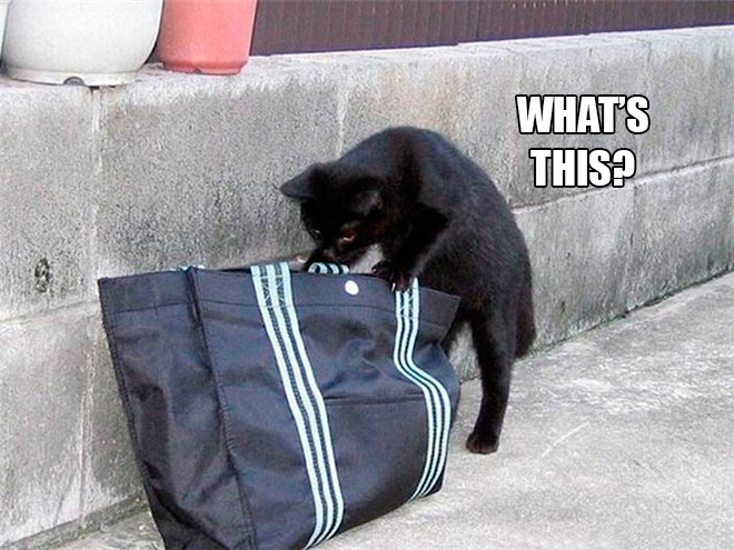 cat-bag1.jpg