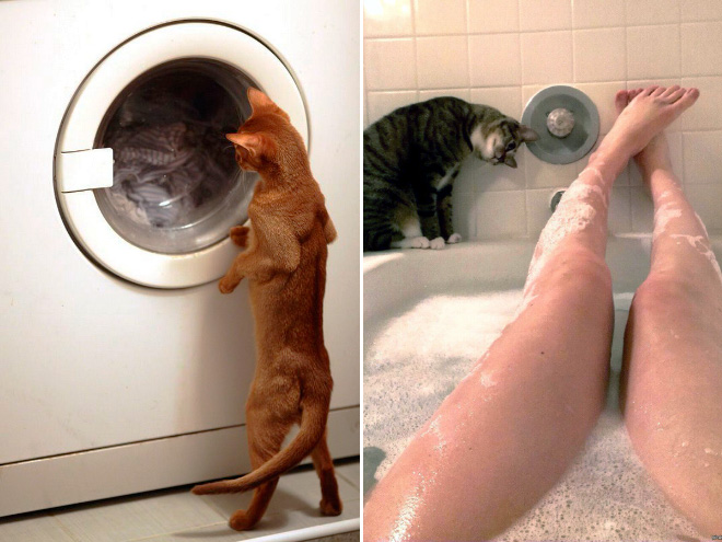 cat-bath.jpg