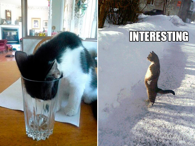cat-snow.jpg