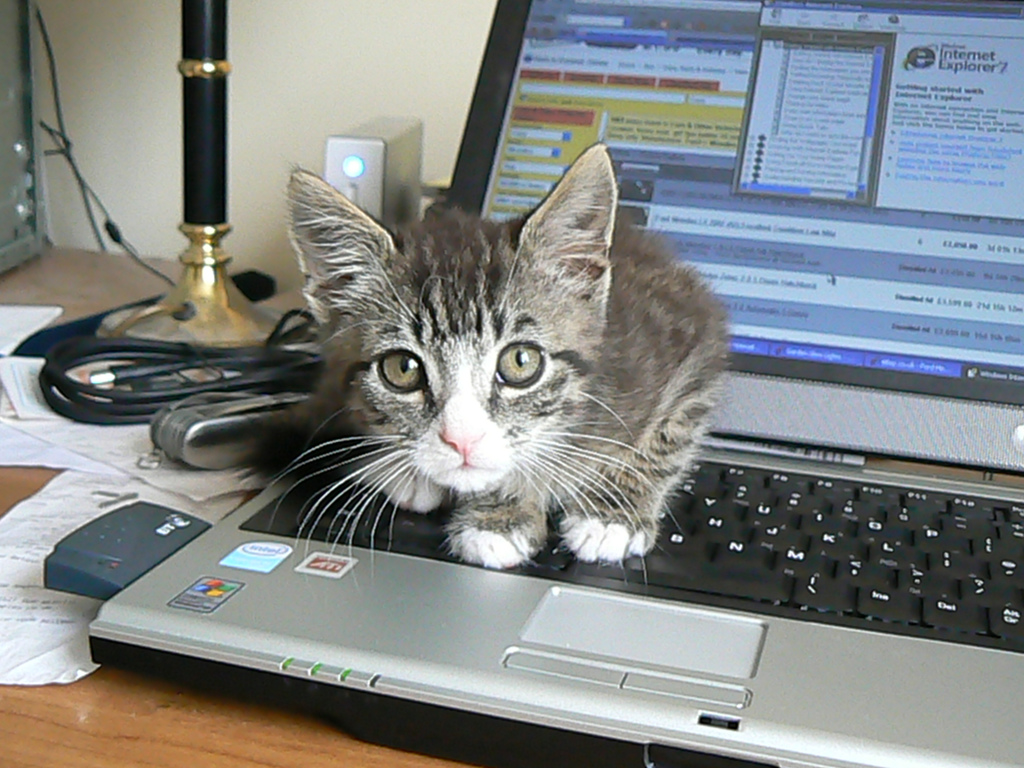cat_on_laptop.jpg
