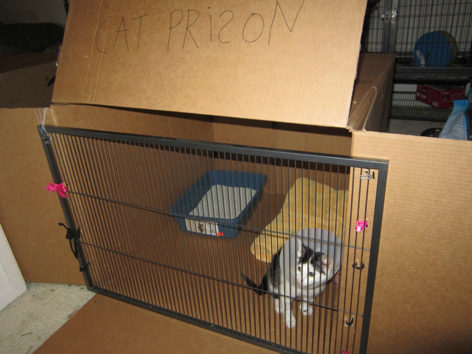 cat_prison.jpg