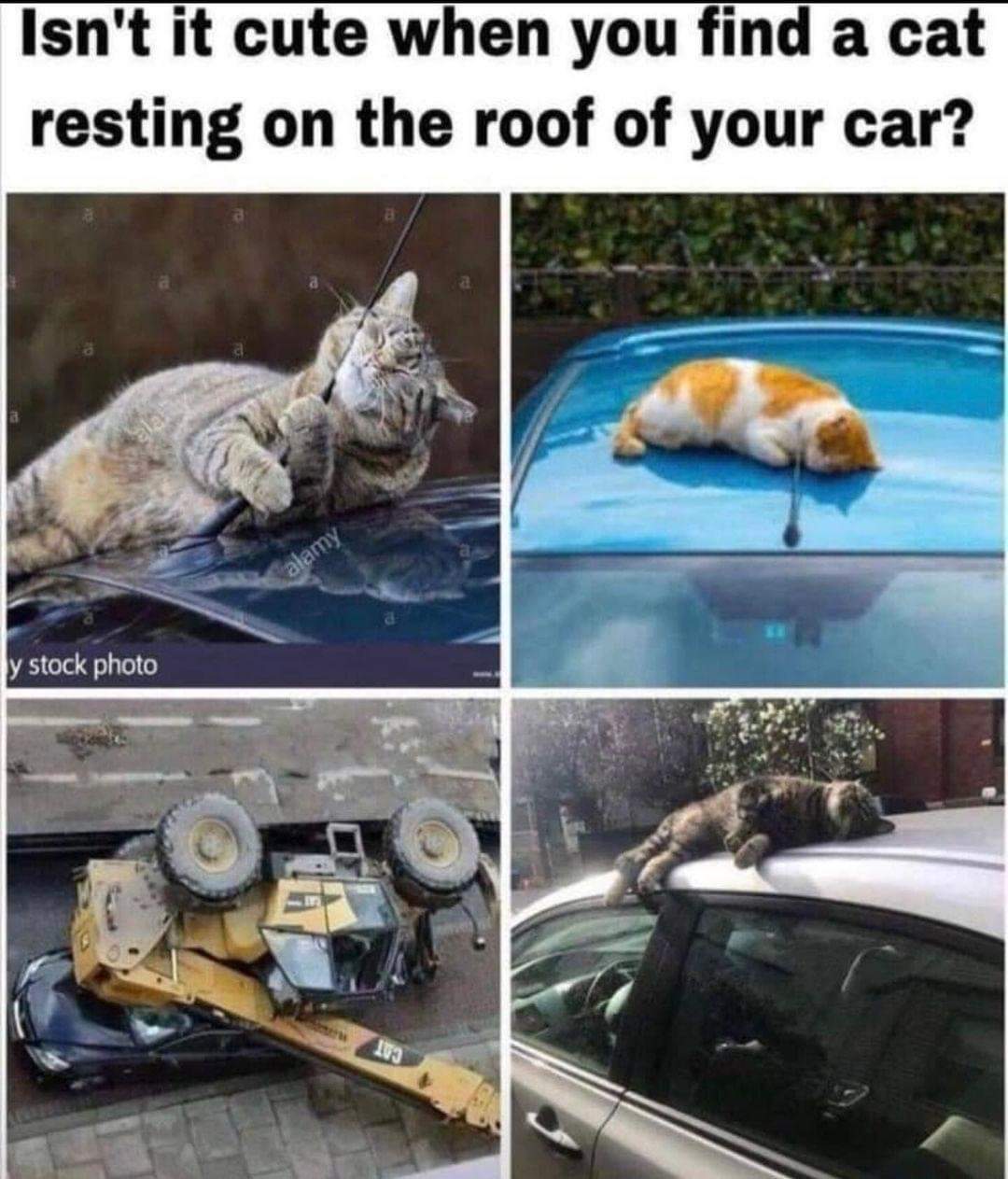 cat_resting_on_the_roof.jpg
