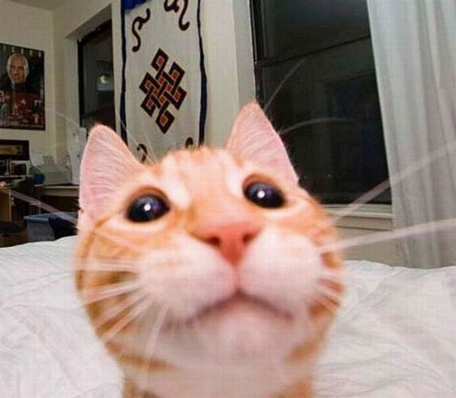 cat_selfie.jpg