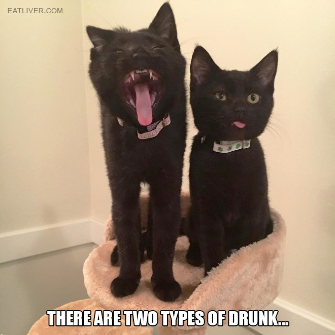 cats-on-booze.jpg