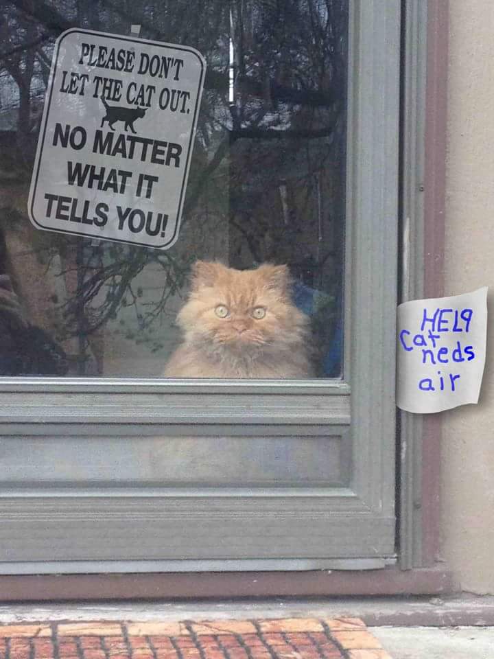 dont_let_the_cat_out.jpg