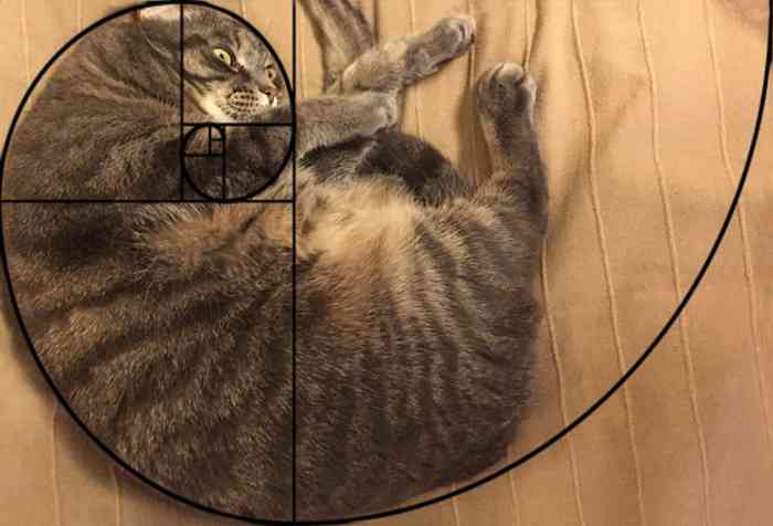 fibonacci-composition-cats-furbonacci-82.jpg