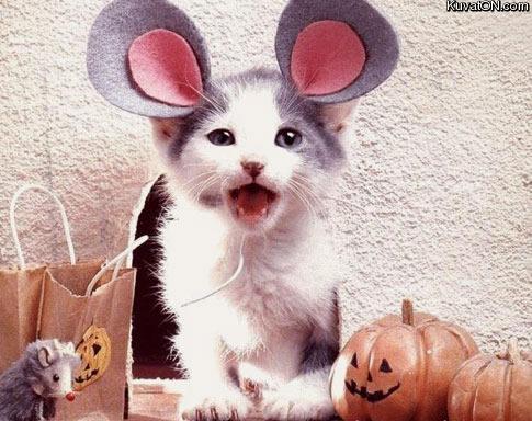 halloween_cat2.jpg