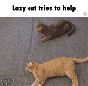 lazy_cat_tries_to_help.gif