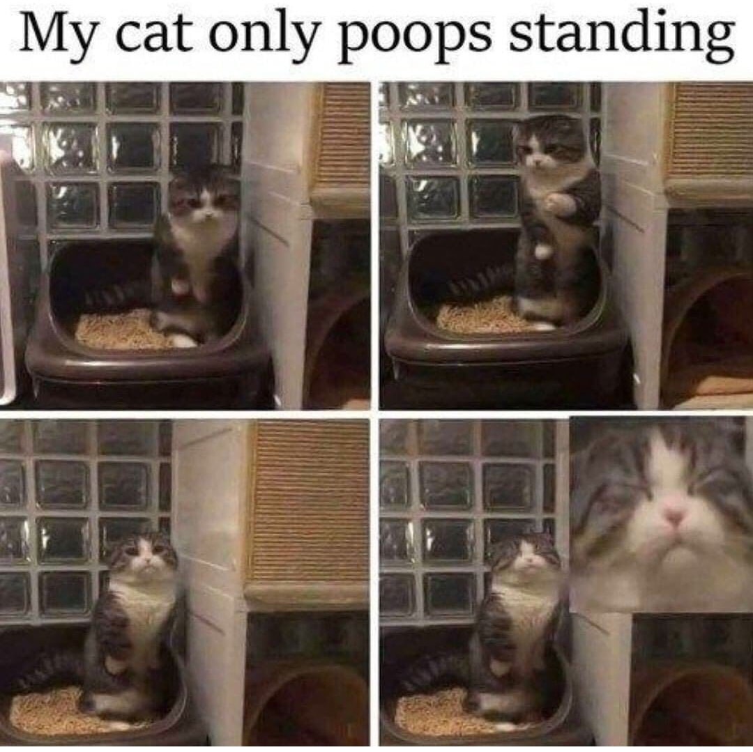 my_cat_only_poops_standing.jpg