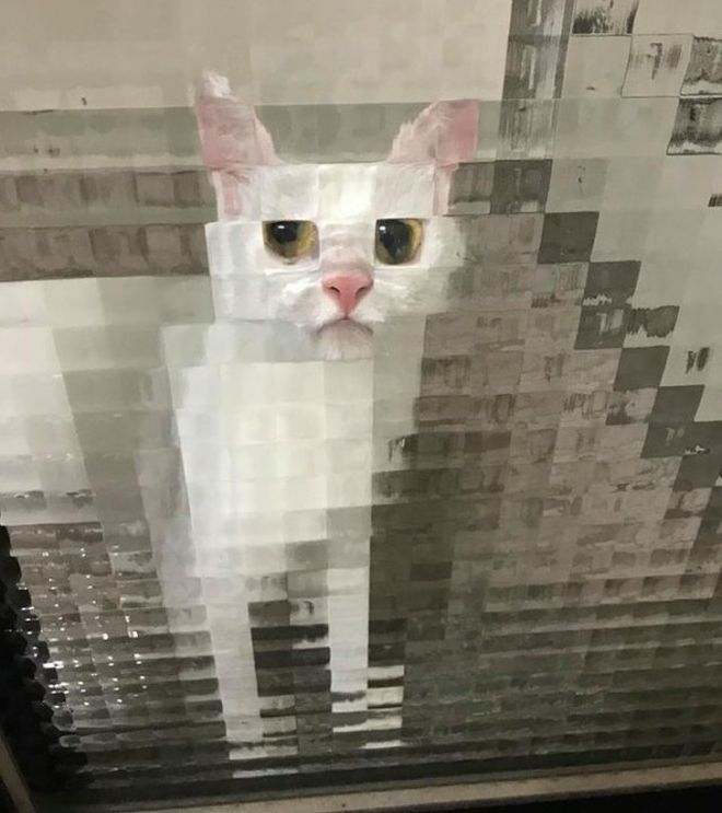 pixelated-cats1.jpg