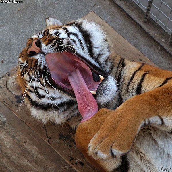 tiger.jpg