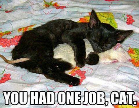 you_had_one_job_cat.jpg