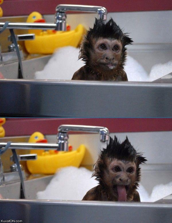 monkey_bath_time.jpg