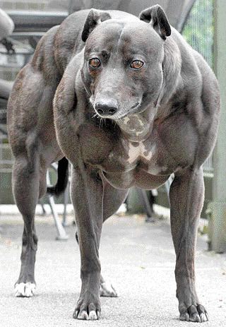 muscular_dog.jpg