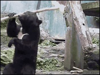 ninja-bear.gif