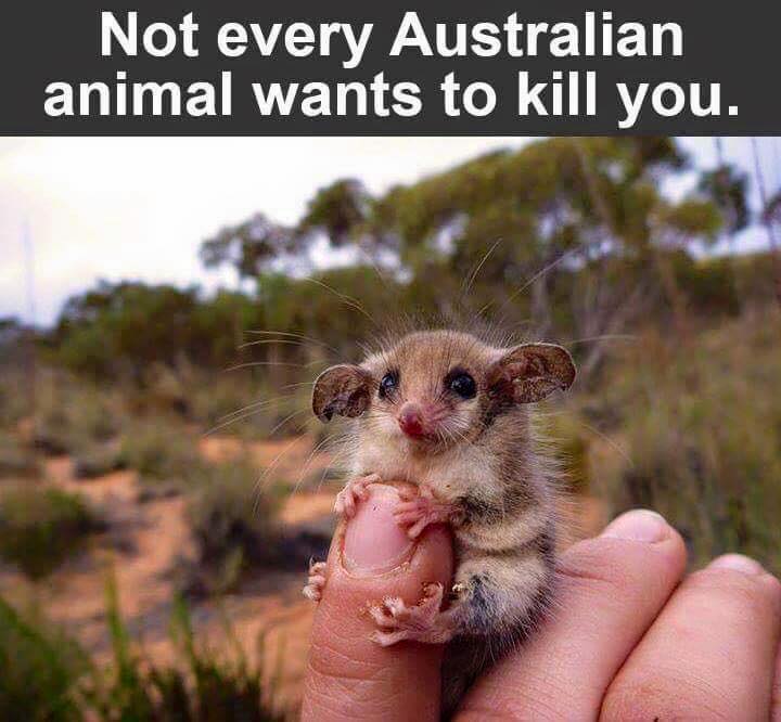 not_every_australian_animal_wants_to_kill_you.jpg