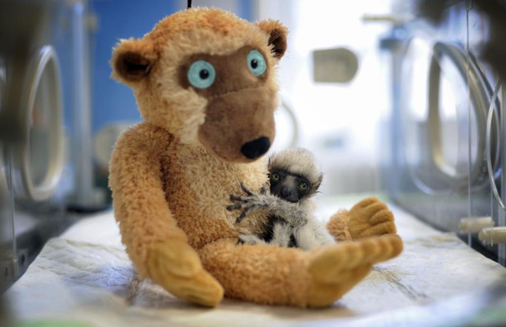 orphaned_lemur.jpg