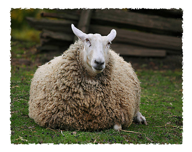 ovca.jpg