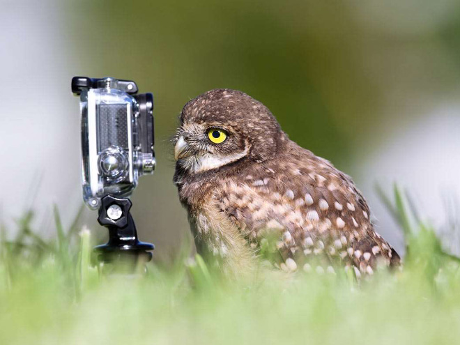 owl_selfie.jpg
