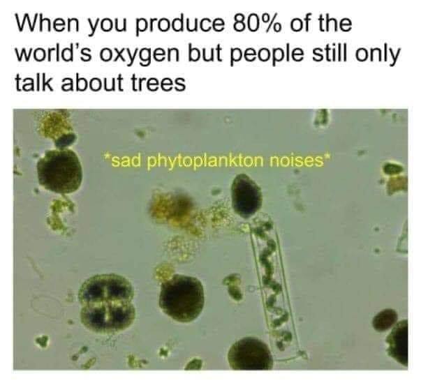phytoplankton_oxygen.jpg