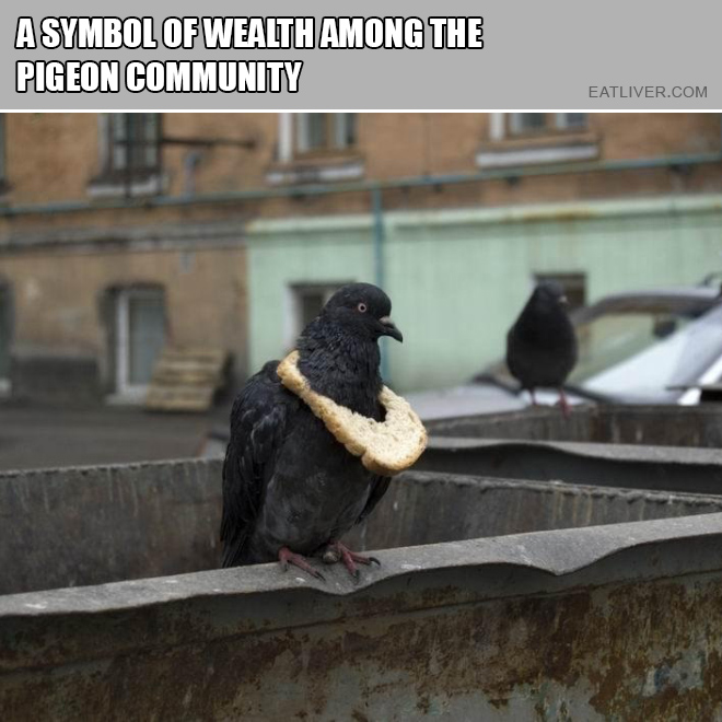 pigeon-bling-bread.jpg