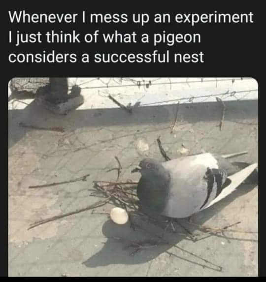 pigeon_successful_nest.jpg