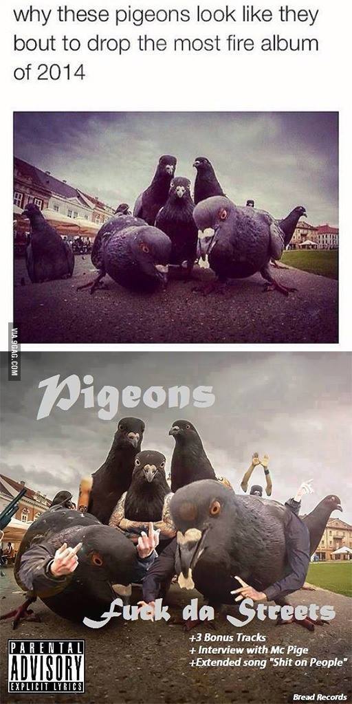 pigeons_album.jpg