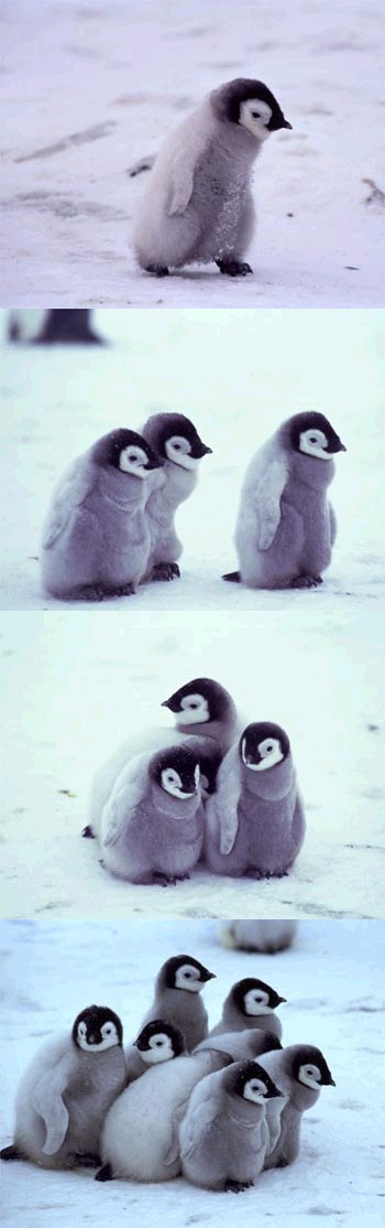 pingvin_pileta.jpg