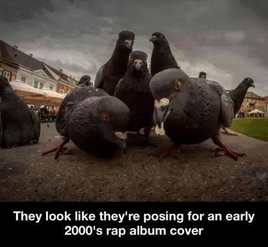 rap_pigeons.jpg