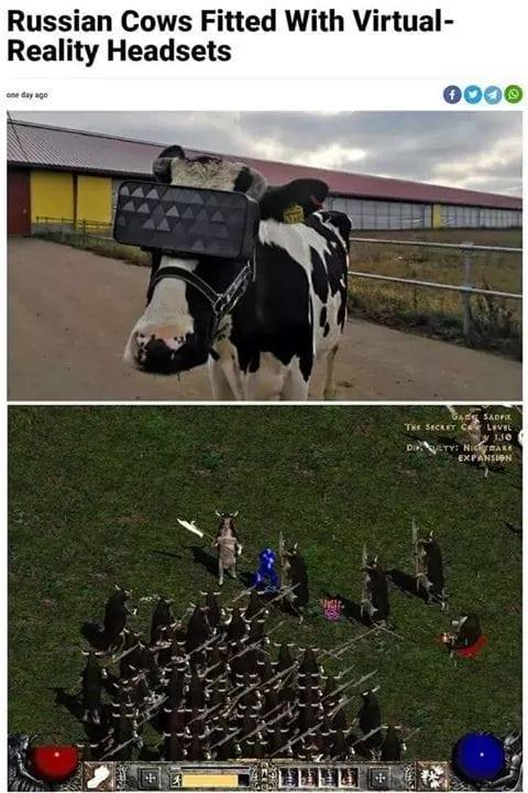 russian_cows_VR.jpg