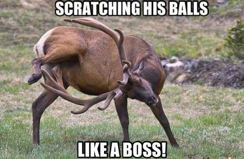 scratching_his_balls_like_a_boss.jpg