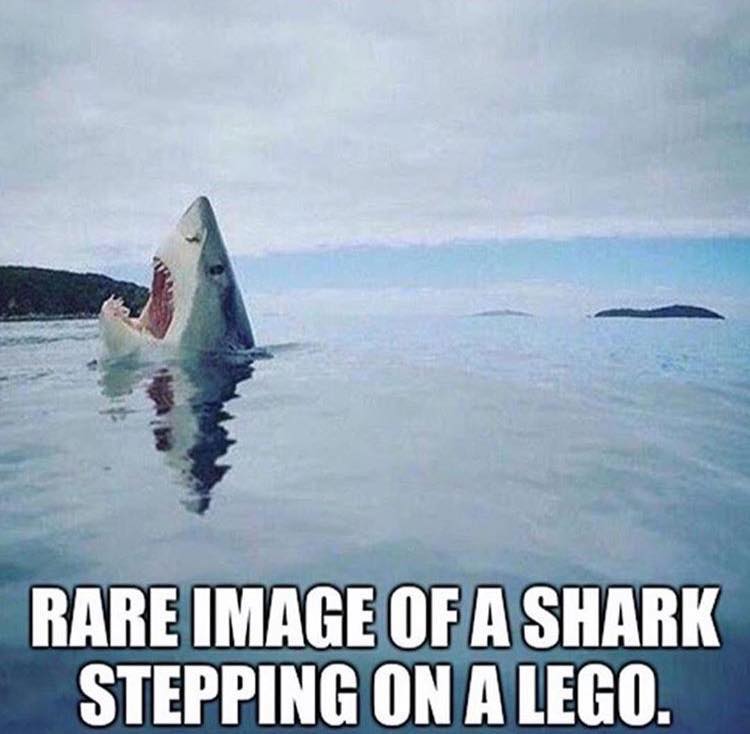 shark_stepping_on_a_lego.jpg