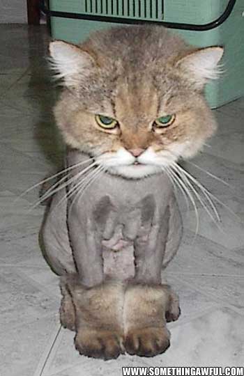 shaved_pussy2.jpg