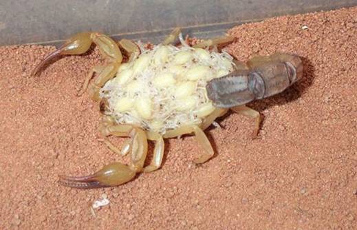 skorpion_2.jpg