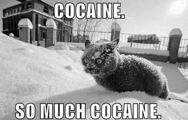 so_much_cocaine.jpg