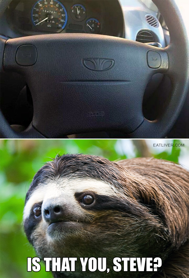 steve_is_that_you-sloth.jpg