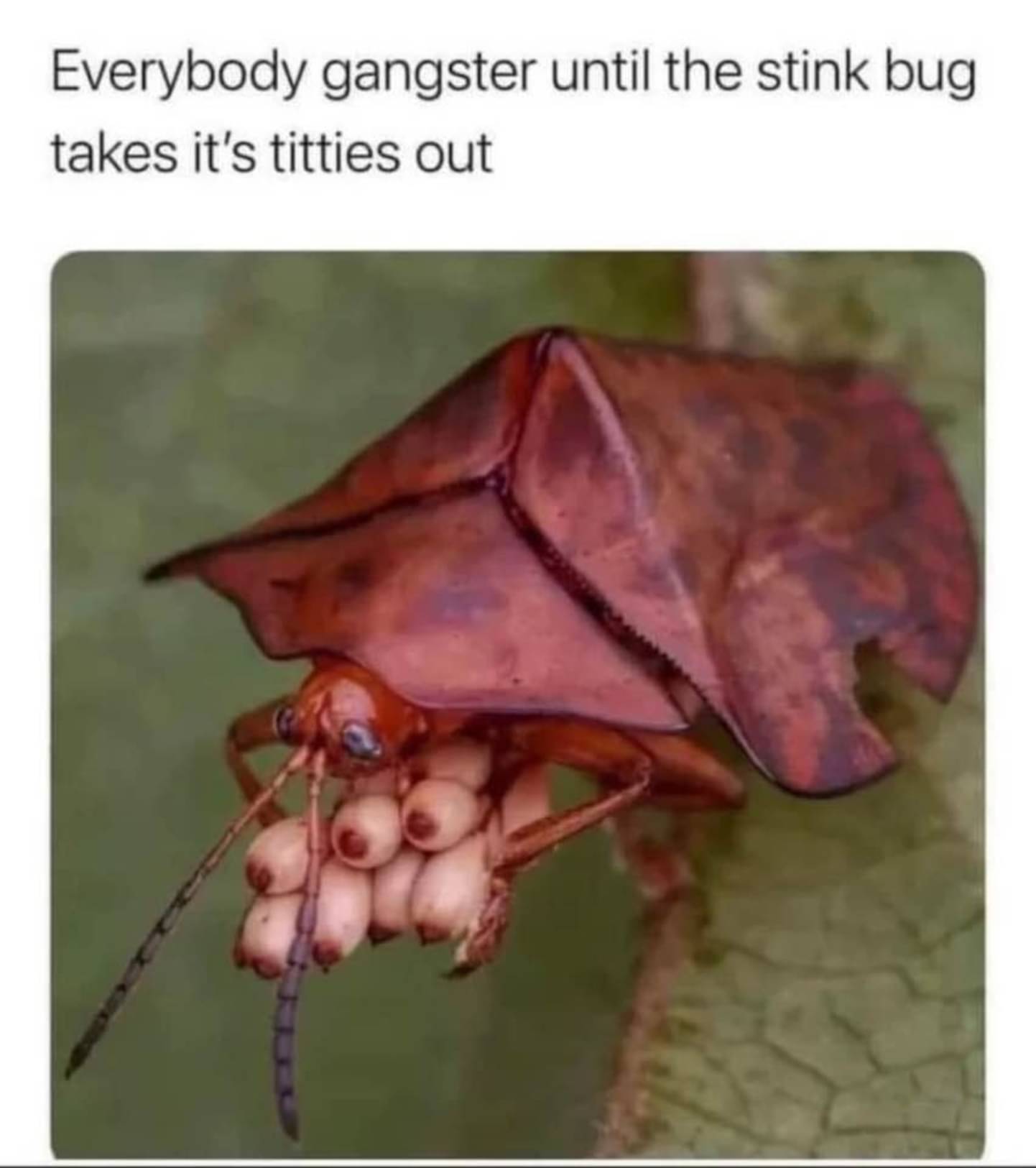 stink_bug_titties.jpg