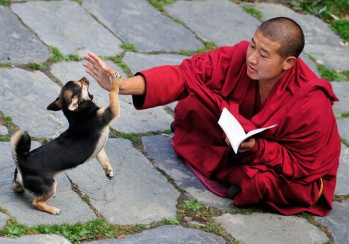 the_monk_and_the_dog.jpg