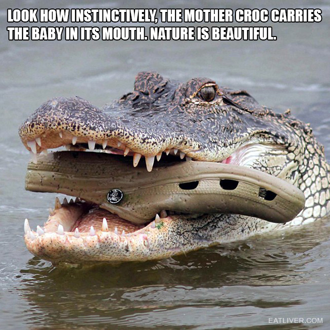 the_mother_croc.jpg