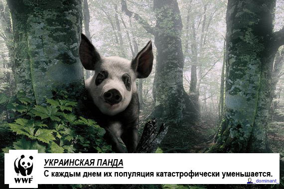 ukrainska_panda.jpg