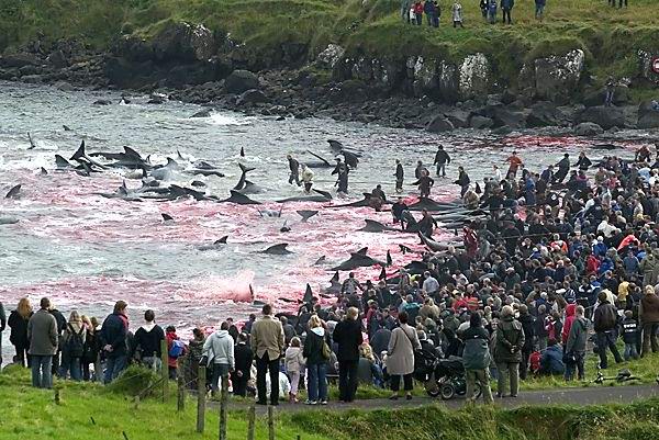 whales_slaughter.jpg