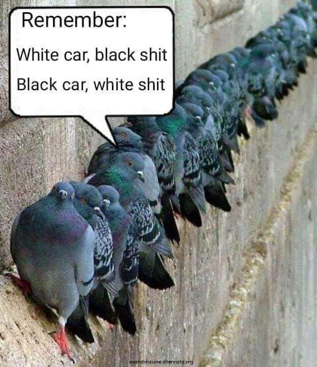white_car_black_shit.jpg