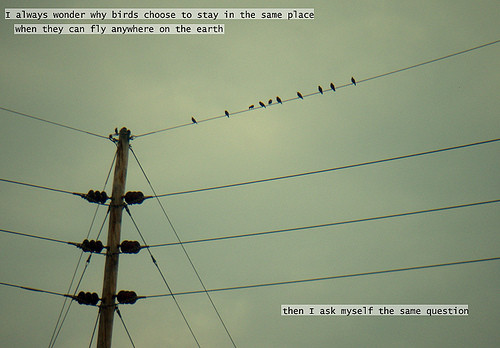why_birds_choose_to_stay.jpg