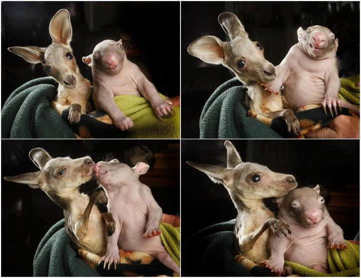 wombat_and_kangaroo.jpg