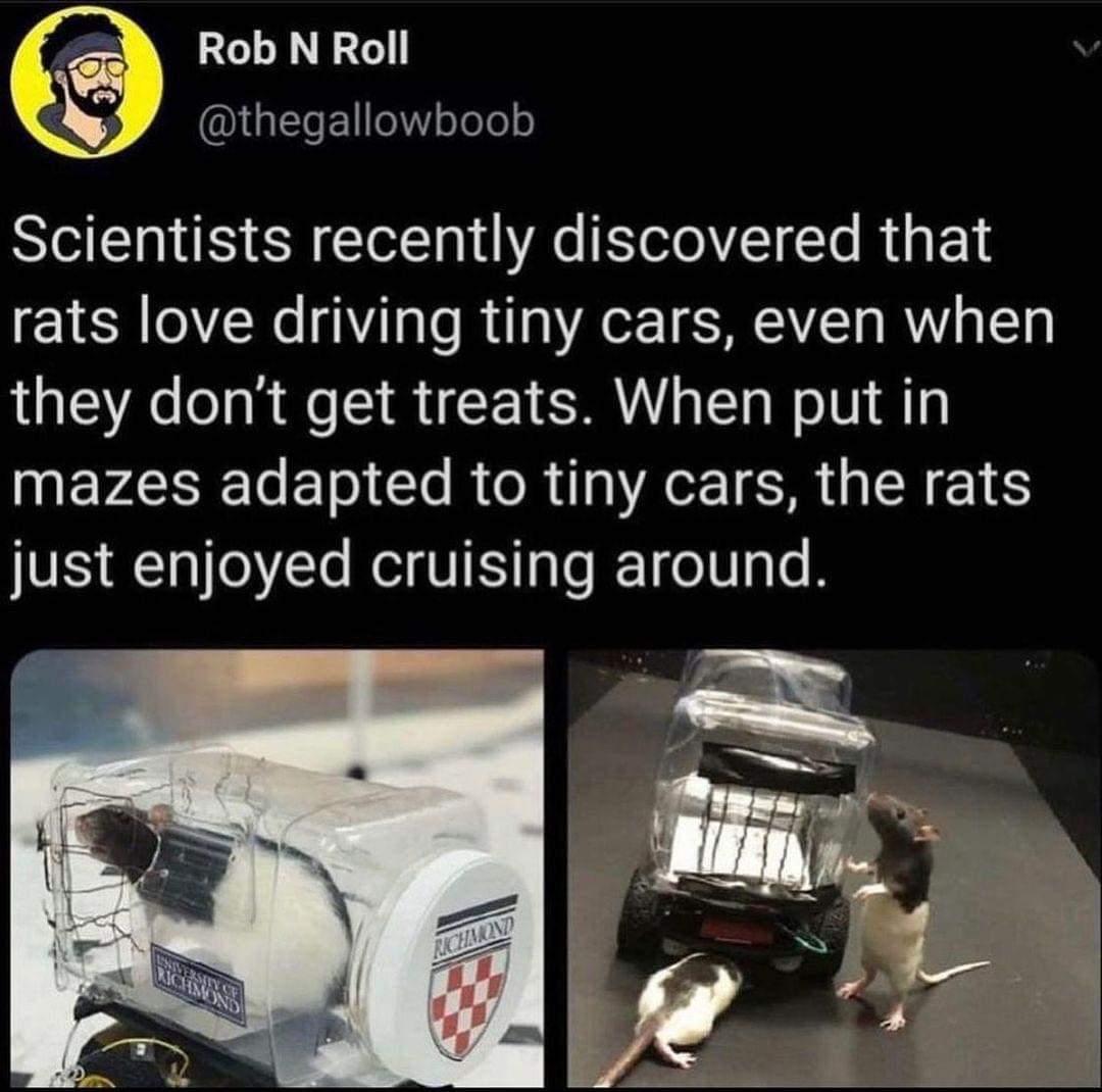 a_whole_new_meaning_to_rat_race.jpg
