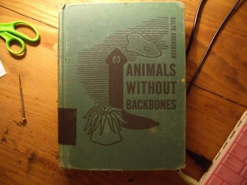 animals_without_backbones.jpg