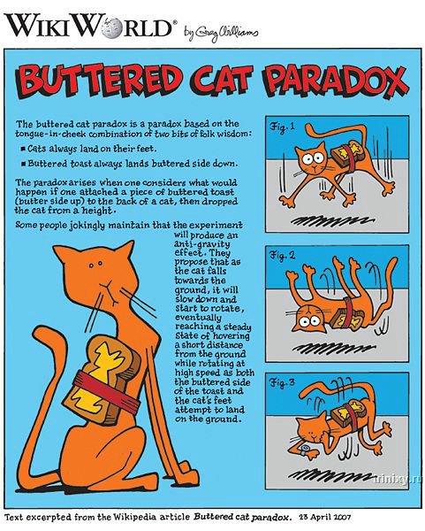 buttered_cat_paradox.jpg