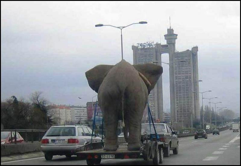 elephant_transport.jpg