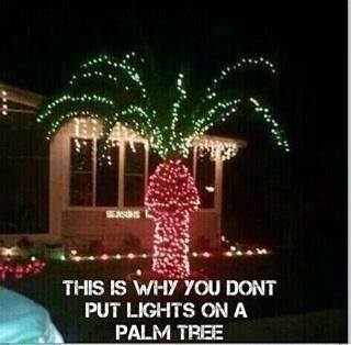 lights_on_a_palm_tree.jpg
